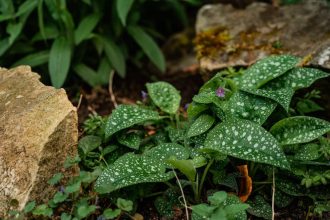 Bársonyos tüdőfű a kertben: miért bukik el sok ültetés, és hogyan őrizhetjük meg puha leveleit egész évben?