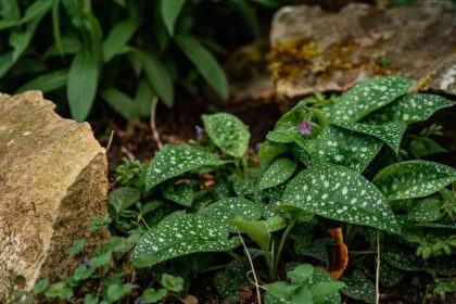 Bársonyos tüdőfű a kertben: miért bukik el sok ültetés, és hogyan őrizhetjük meg puha leveleit egész évben?