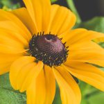 Szárnyas feketeszem: Miért nem olyan bonyolult a gondozása, mint azt mindenki hiszi?