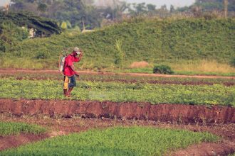 Szőlőpermetezés csapdája: Miért nem elég csak „ráfröcskölni” – Így védd meg a fürtöket hatékonyan!