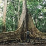 Hogyan neveld fel a Fafojtó ördögfügét, hogy ne csak túléljen, hanem ragyogjon a lakásodban?