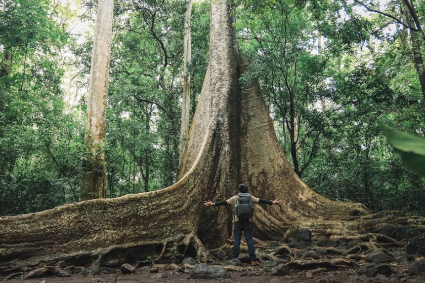 Hogyan neveld fel a Fafojtó ördögfügét, hogy ne csak túléljen, hanem ragyogjon a lakásodban?