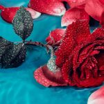 Valóban a túlöntözés a leggyakoribb oka a rózsa leveleinek hullásának?