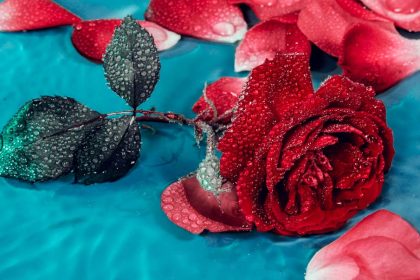 Valóban a túlöntözés a leggyakoribb oka a rózsa leveleinek hullásának?