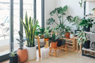Így teheted élővé a lakásod növényekkel – még ha nincs is időd kertészkedni!