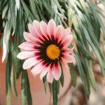 10 bizonyított lépés a nyári kertápolásban – miért nem elég csak öntözni a növényeket a túléléshez?