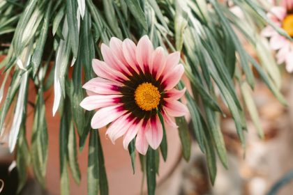 10 bizonyított lépés a nyári kertápolásban – miért nem elég csak öntözni a növényeket a túléléshez?