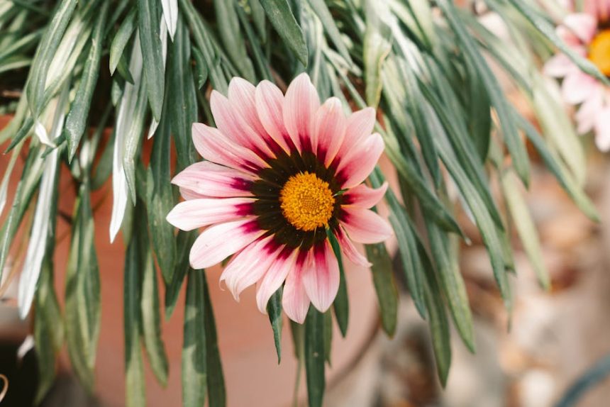 10 bizonyított lépés a nyári kertápolásban – miért nem elég csak öntözni a növényeket a túléléshez?