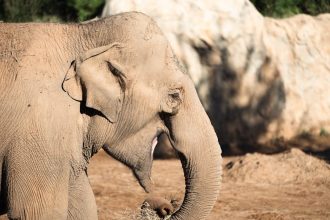 Amikor a Zöldvirágú óriásjácint titkai árnyékban is életre kelnek – a kert csendes szövetségese a hűvösebb zugokban