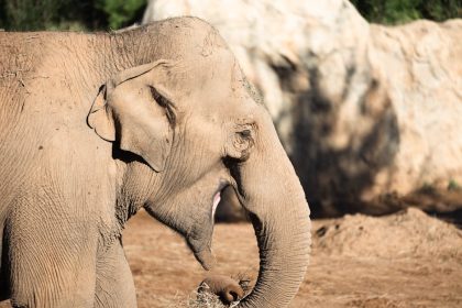 Amikor a Zöldvirágú óriásjácint titkai árnyékban is életre kelnek – a kert csendes szövetségese a hűvösebb zugokban