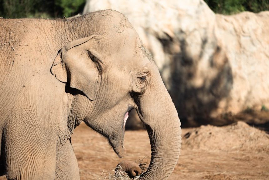 Amikor a Zöldvirágú óriásjácint titkai árnyékban is életre kelnek – a kert csendes szövetségese a hűvösebb zugokban