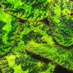 Mindignyíló Begónia: Hogyan varázsolt egy apró virág egész nyarat a kertünkbe, és miként gondozhatod te is a Begonia semperflorens csodáját?