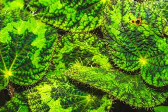 Mindignyíló Begónia: Hogyan varázsolt egy apró virág egész nyarat a kertünkbe, és miként gondozhatod te is a Begonia semperflorens csodáját?