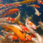 Miért nem elég csak a vízinövény az oxigénhez? – Amit a kerti tó oxigéntermelő növényeiről tényleg tudnod kell