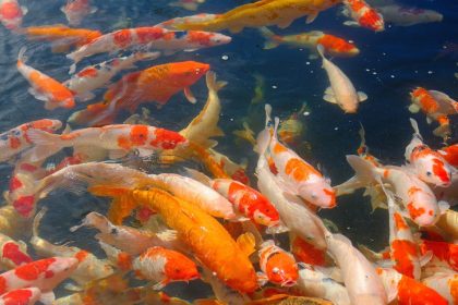 Miért nem elég csak a vízinövény az oxigénhez? – Amit a kerti tó oxigéntermelő növényeiről tényleg tudnod kell