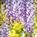 Amikor a ráncos sárkányfüzér nem csak sárkányokat, hanem türelmet is nevel – útmutató a gondozáshoz és szaporításhoz