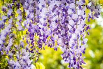 Amikor a ráncos sárkányfüzér nem csak sárkányokat, hanem türelmet is nevel – útmutató a gondozáshoz és szaporításhoz