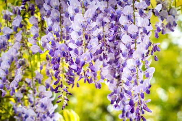 Amikor a ráncos sárkányfüzér nem csak sárkányokat, hanem türelmet is nevel – útmutató a gondozáshoz és szaporításhoz