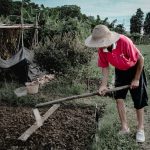 Augusztusi kert: miért érdemes most a talajt figyelni, mielőtt a hőség átveszi az uralmat?