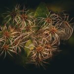 Hagyd, hogy az ötlevelű akébia lassan bejárja a kerted – lépésről lépésre veled tartok a gondozásban és szaporításban