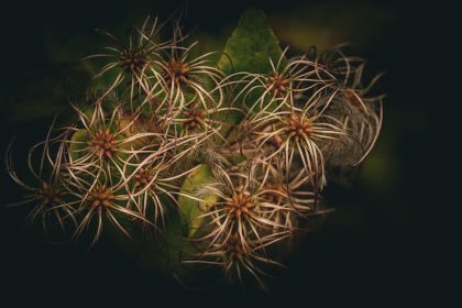 Koszorúfutóka kalandok: Hogyan ne hagyd cserépben unatkozni a szomszédok kedvenc illatos futónövényét?