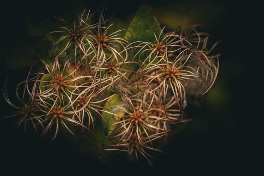 Koszorúfutóka kalandok: Hogyan ne hagyd cserépben unatkozni a szomszédok kedvenc illatos futónövényét?