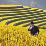 Így válassz és időzíts őszi vetésű szántóföldi növényeket, ha nem akarsz tavasszal a hó alatt várakozni – tapasztalt gazda tanácsai lépésről lépésre