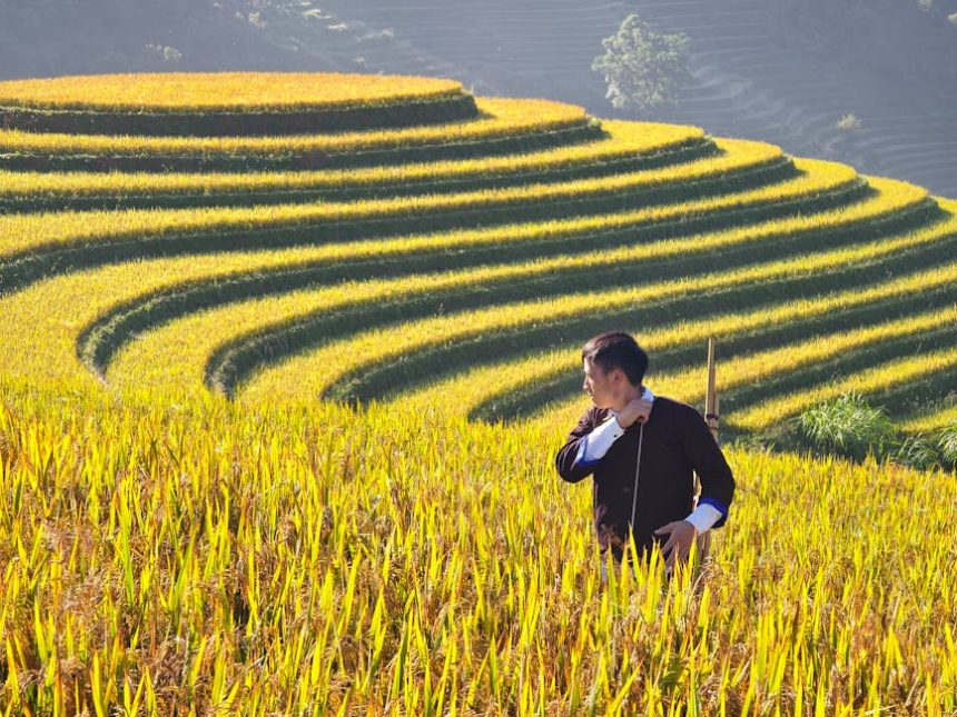 Így válassz és időzíts őszi vetésű szántóföldi növényeket, ha nem akarsz tavasszal a hó alatt várakozni – tapasztalt gazda tanácsai lépésről lépésre