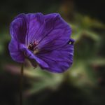 A muskátli vízben gyökereztetésének precíz időzítése: mikor és hogyan cseréljük a vizet a legjobb eredményért?