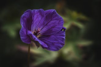 A muskátli vízben gyökereztetésének precíz időzítése: mikor és hogyan cseréljük a vizet a legjobb eredményért?