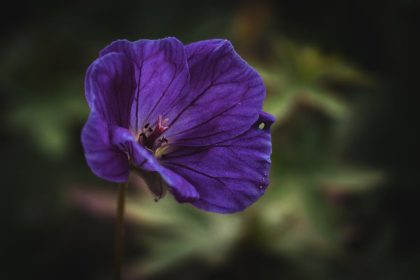 A muskátli vízben gyökereztetésének precíz időzítése: mikor és hogyan cseréljük a vizet a legjobb eredményért?