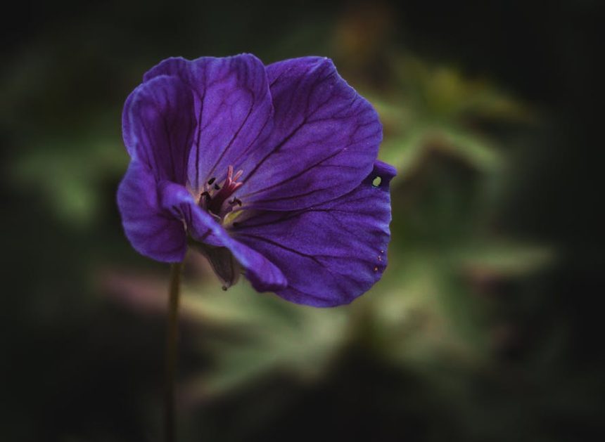 A muskátli vízben gyökereztetésének precíz időzítése: mikor és hogyan cseréljük a vizet a legjobb eredményért?