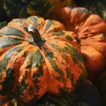 Valóban igaz, hogy a csillagtök csak nagy kertben nevelhető?