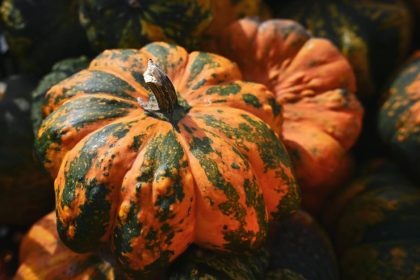 Valóban igaz, hogy a csillagtök csak nagy kertben nevelhető?