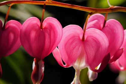 Legyezővirág a kertben: amikor a növény is tudja, hogyan kell hűsölni és szaporodni