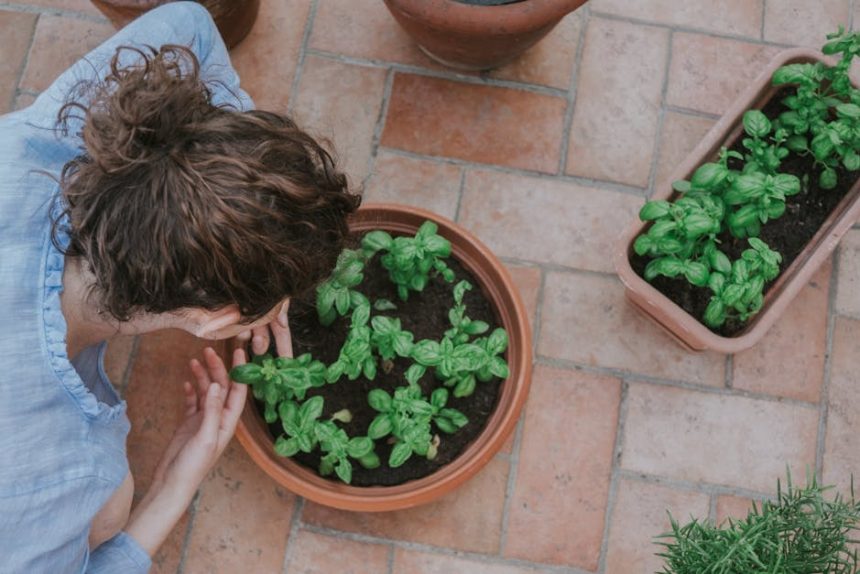 Bazsalikom nem gyenge: Mi áll valójában a satnyulás mögött a nyári hőségben?