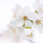 Fehér virágok, amik nem csak szépek, hanem titokban a kerted legokosabb lakói – ismered őket?