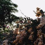 Mediterrán kert lépésről lépésre: az egyszerű elemek, amelyek otthonossá teszik a déli tájak nyugalmát