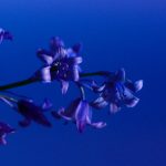 Tudod, miért fulladhat kudarcba a Spanyol kékcsengő ültetése, és hogyan kerülheted el a leggyakoribb gondozási bakikat?