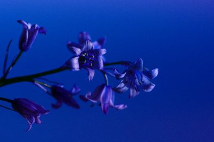 Tudod, miért fulladhat kudarcba a Spanyol kékcsengő ültetése, és hogyan kerülheted el a leggyakoribb gondozási bakikat?