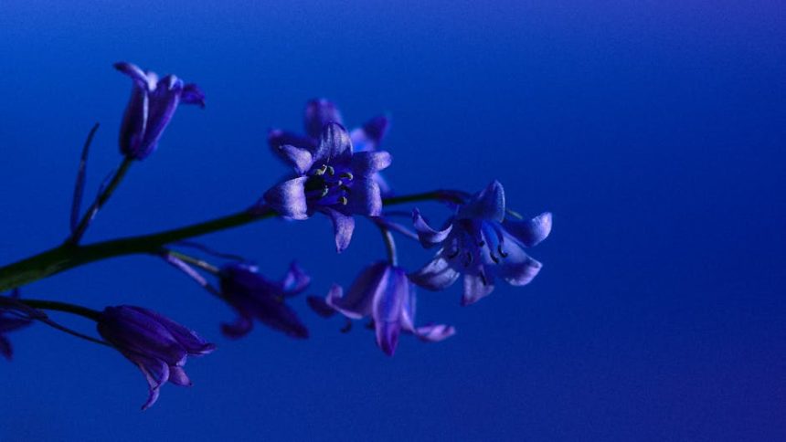 Tudod, miért fulladhat kudarcba a Spanyol kékcsengő ültetése, és hogyan kerülheted el a leggyakoribb gondozási bakikat?