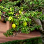 Miért pusztul el a csillagtök többsége az első hónapban, és hogyan kerülheti el ezt a gyakori ültetési hibát?