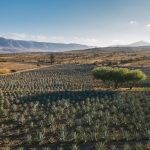 Az agávé titkos udvara: hogyan neveld királynői méltósággal a sivatag zöld hősnőjét?