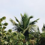 Neoregélia varázsa: hogyan teremts otthonodban trópusi oázist, ami feltölti a lelket és tisztítja a levegőt!