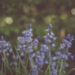 7 meglepően egyszerű trükk, hogy a Spanyol kékcsengőd ne csak túlélje, hanem bulizzon a kertedben – és igen, veled együtt!