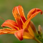 Így neveld és szaporítsd a tűzliliomot: lépésről lépésre a virágzó kert titkához