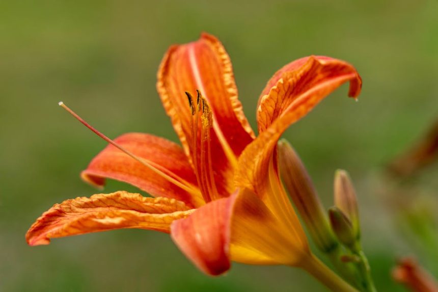 Így neveld és szaporítsd a tűzliliomot: lépésről lépésre a virágzó kert titkához
