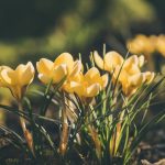 Virágok, amik életre keltik a kerted minden szegletét!