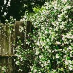 Hogyan varázsolj illatos jezsámen-szigetet a kertedbe? – Philadelphus lewisii ültetése, gondozása és szaporítása lépésről lépésre, hogy még a kutyád is odáig legyen érte!