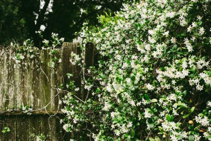 Hogyan varázsolj illatos jezsámen-szigetet a kertedbe? – Philadelphus lewisii ültetése, gondozása és szaporítása lépésről lépésre, hogy még a kutyád is odáig legyen érte!